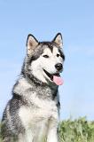 ALASKAN MALAMUTE 014
